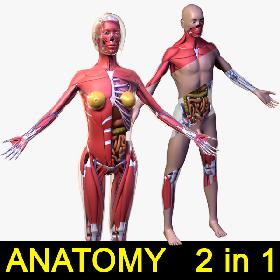 Human Anatomy 2 in 1